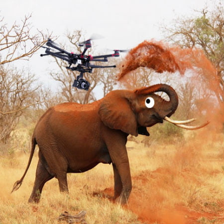 Elephants Go Crazy Around Drones