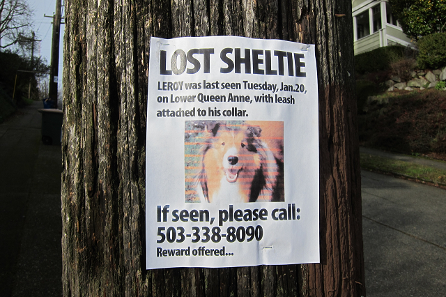 lost-dog