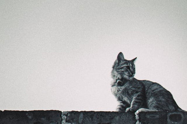 Street-Savvy Pets