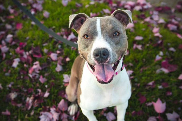 GPS in Dog-Walking Business