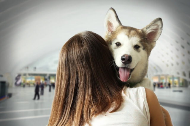Avoid Losing Pets with GPS Tracking Device