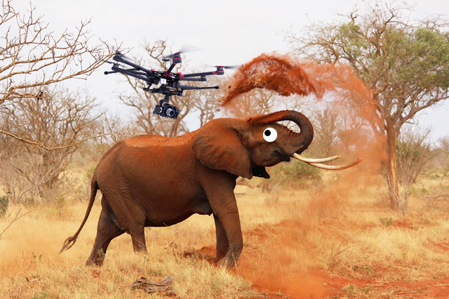 Why Do Elephants Go Crazy Around Drones? - Trackimo