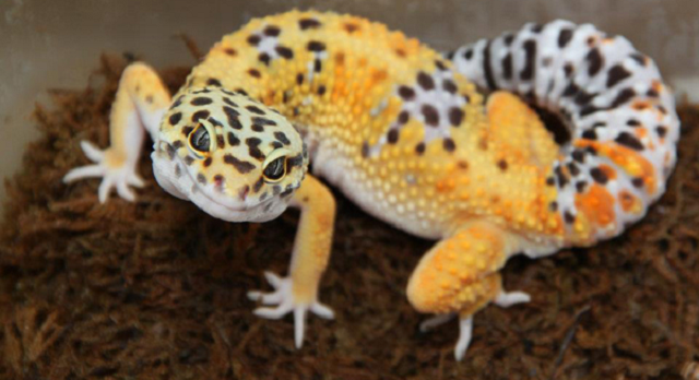exotic pet