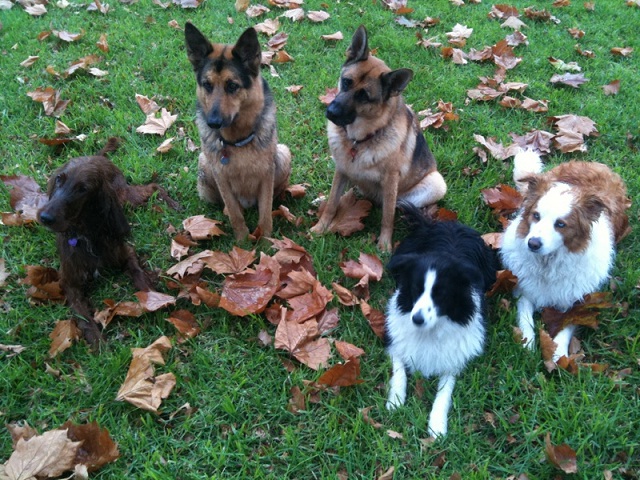 Five dogs sitting down Multiple Dogs