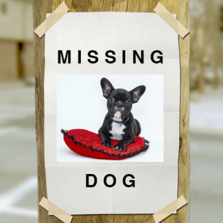 Effective Ways to Find Your Lost Pet part2