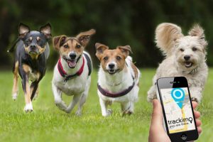 How GPS Animal Tracking Helps Pet Owners - Trackimo