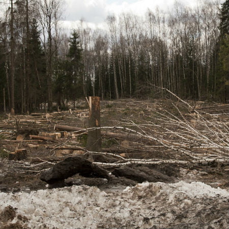 GPS Tracks Timber Smugglers
