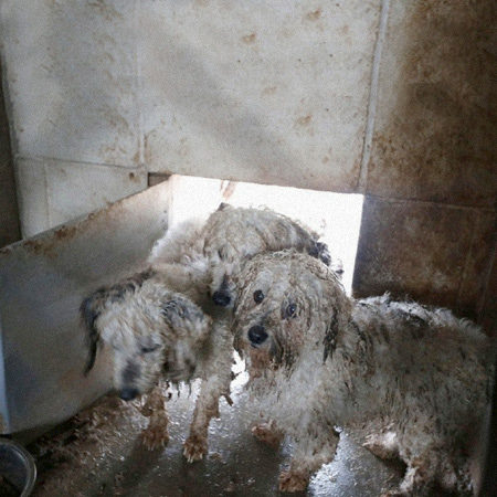 what is being done to stop puppy mills