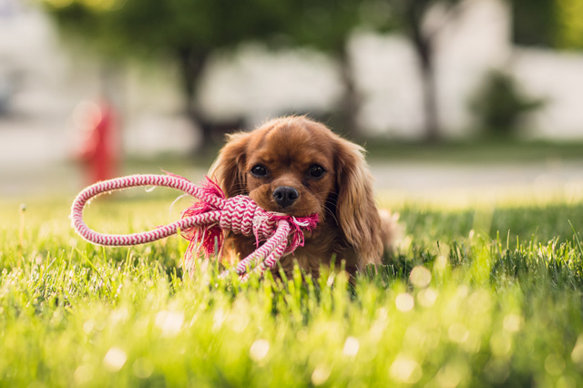 Avoid Losing your Pets