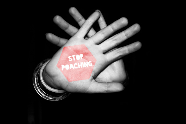 Stop Poaching