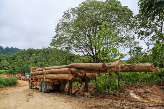 Timber Smugglers Caught
