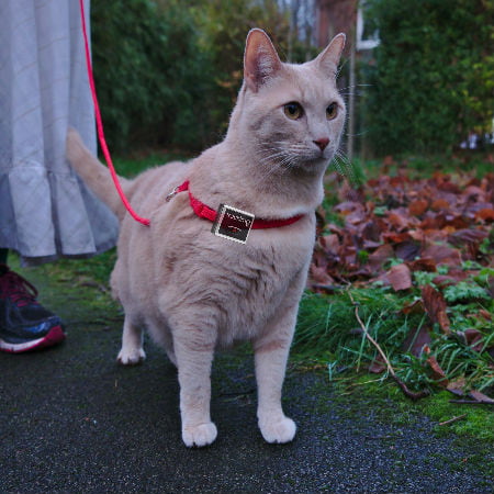 trackimo pet tracker