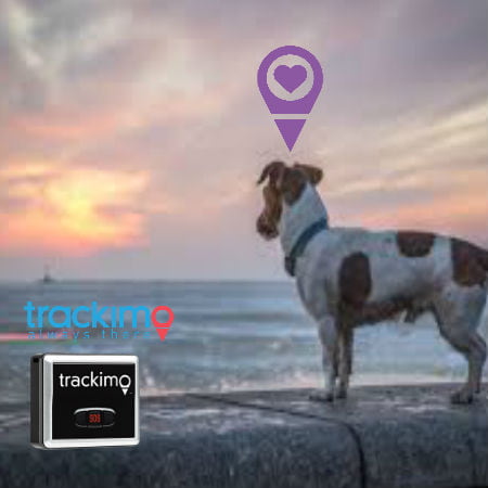 Finding Lost Pets Through GPS Pet Tracking