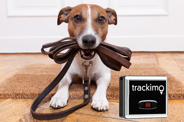 Advantage of Using Pet Tracking