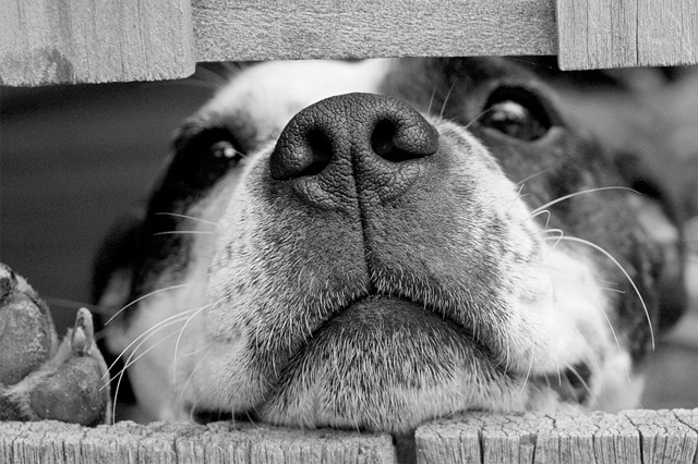 Pet Dog