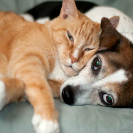 GPS Animal Trackers