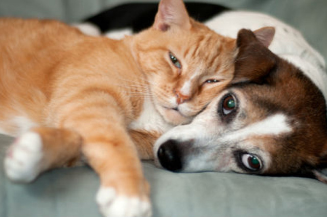 GPS Animal Trackers