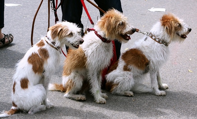 Three dogs on leash Dog Leash Training