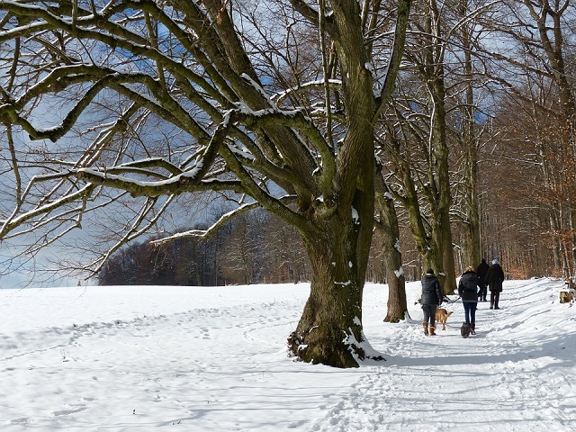 Dog walking in snow Dog Walker