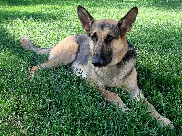A young german shepherd German Shepherd