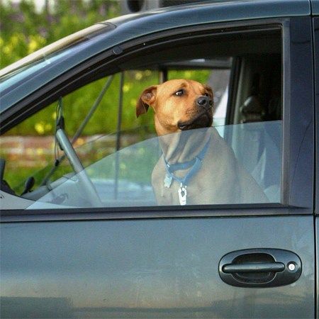 GPS Dog Locator