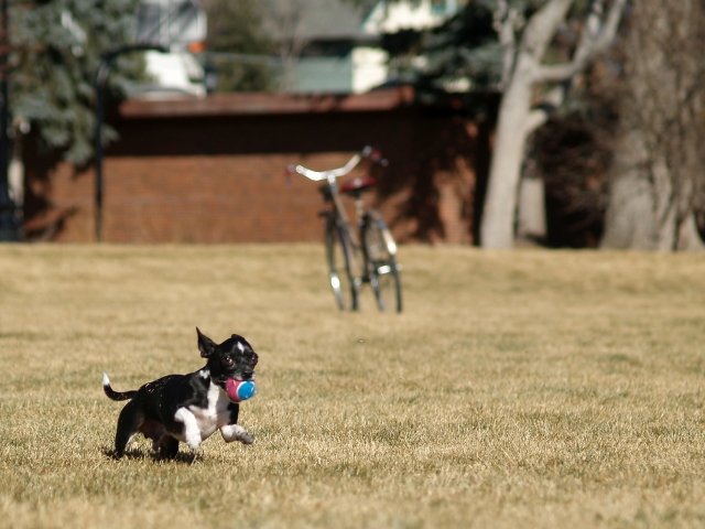 Dog-Friendly Fourth of July tips