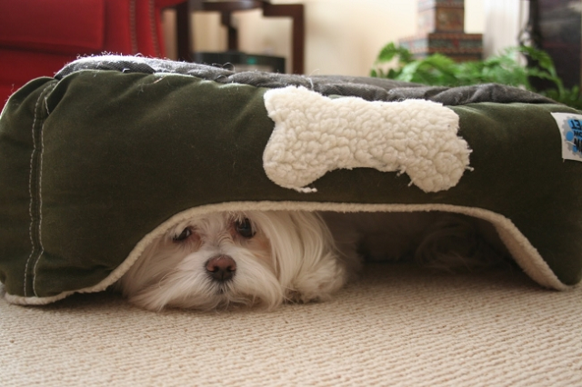 Dogs Hiding Under the Bed
