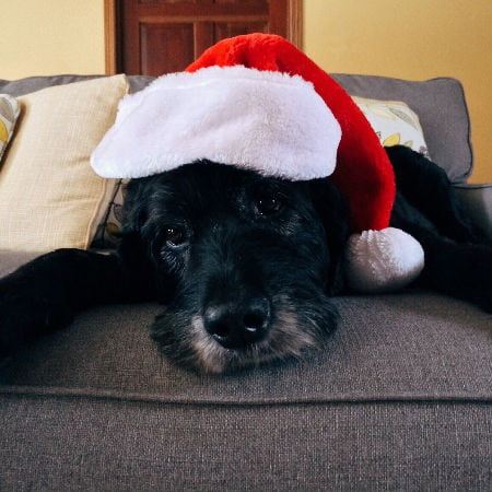 Stress-Free Holiday for Pets