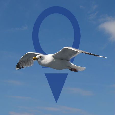 GPS-Outfitted Seagulls