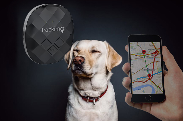 Dog Behavioral Tracking