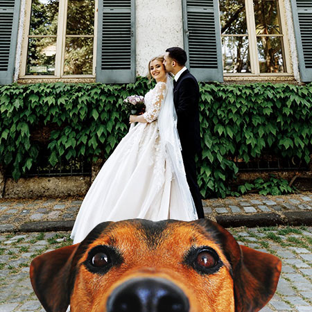 Keep Your Pet Safe During Your Wedding